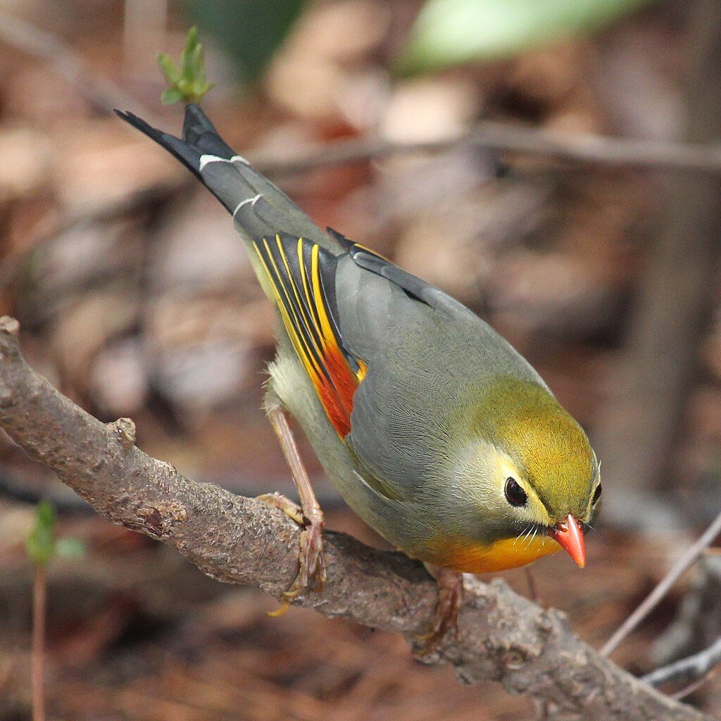 Leiothrix lutea (Mount Miroku s2)