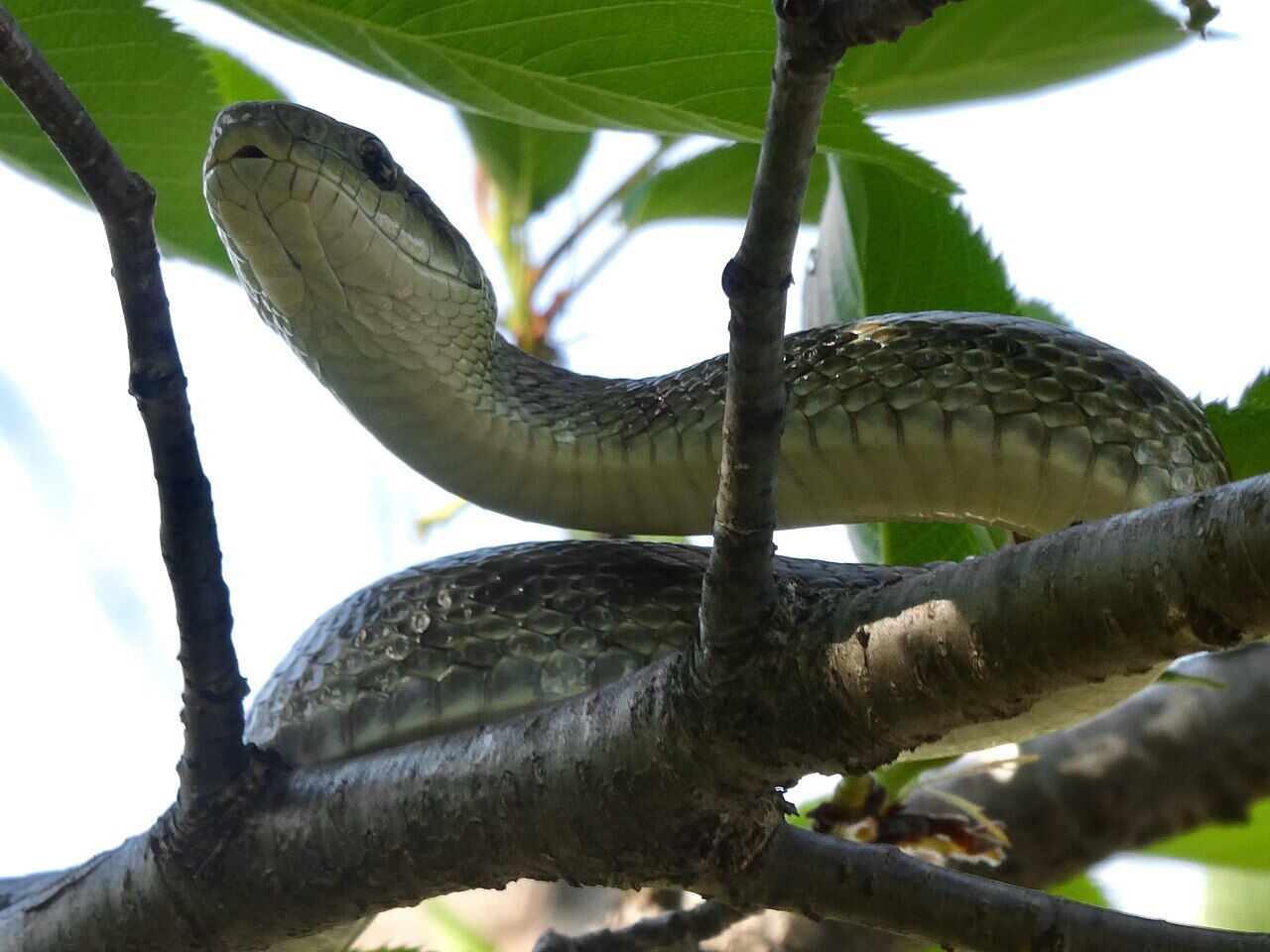 Japanese rat snake on the tree - 3