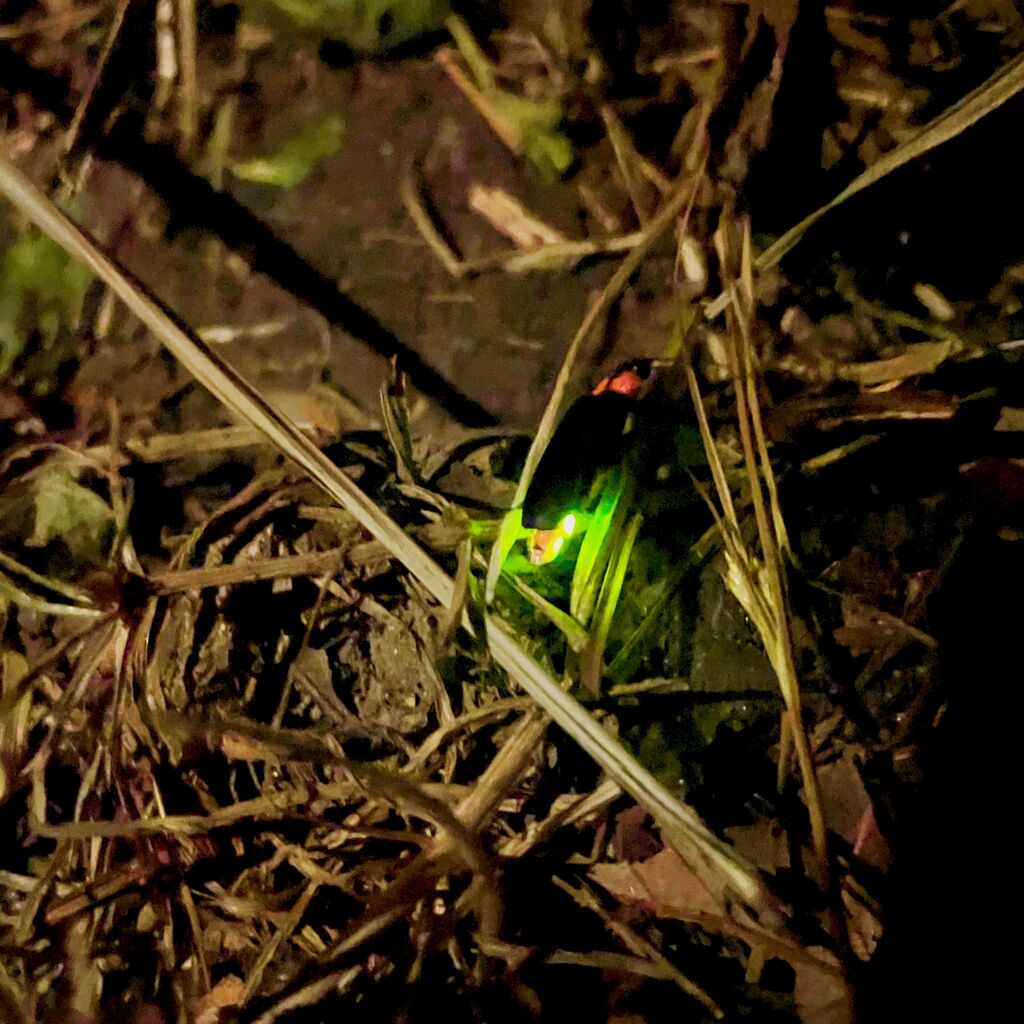 草むらで発光中のゲンジボタル