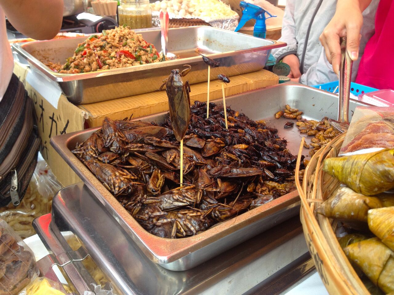 タイフェスティバル名古屋 2012 - 19:タガメ