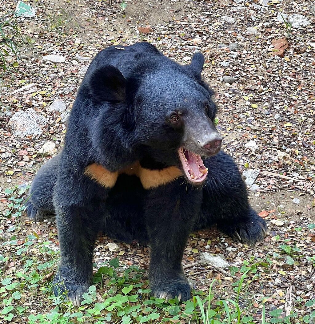 Formosan Black Bear in Shoushan Zoo 02