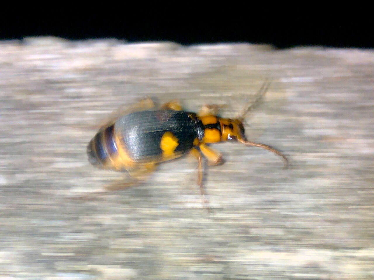 100度以上の高温・有毒のオナラを発するミイデラゴミムシに遭遇