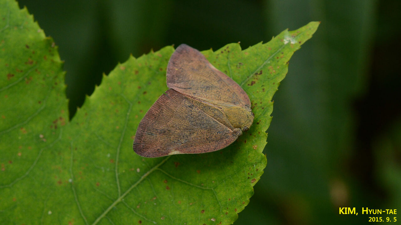Pochazia shantungensis 5778958