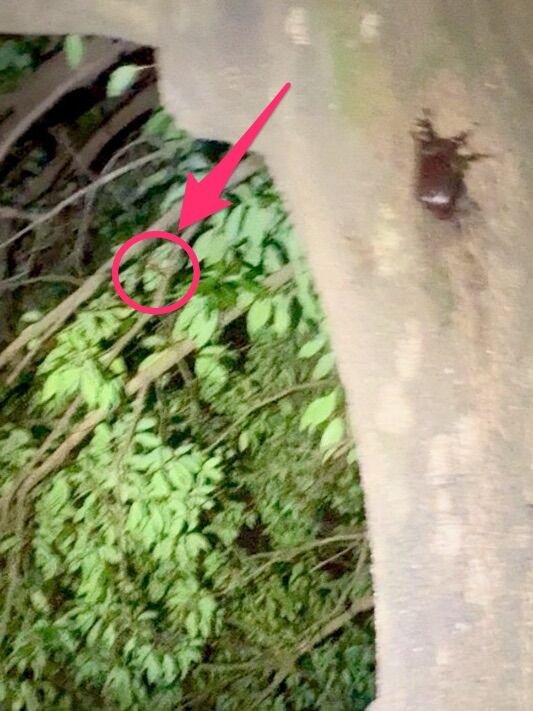 写真右側に木があり、その上にカブトムシ。左側の葉っぱの手前にスズメバチが飛んでいて、そこに赤丸と赤矢印。