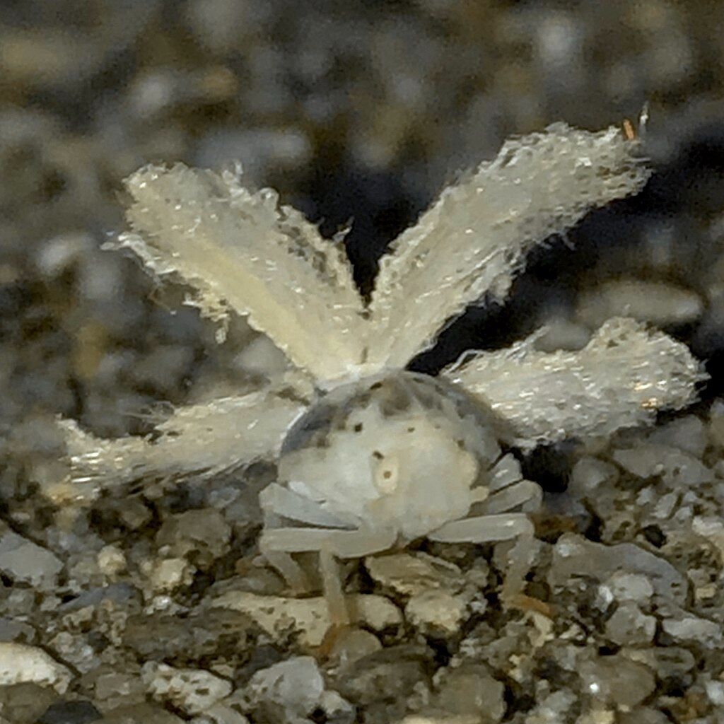 Planthopper larva like the carnival dancer - 6
