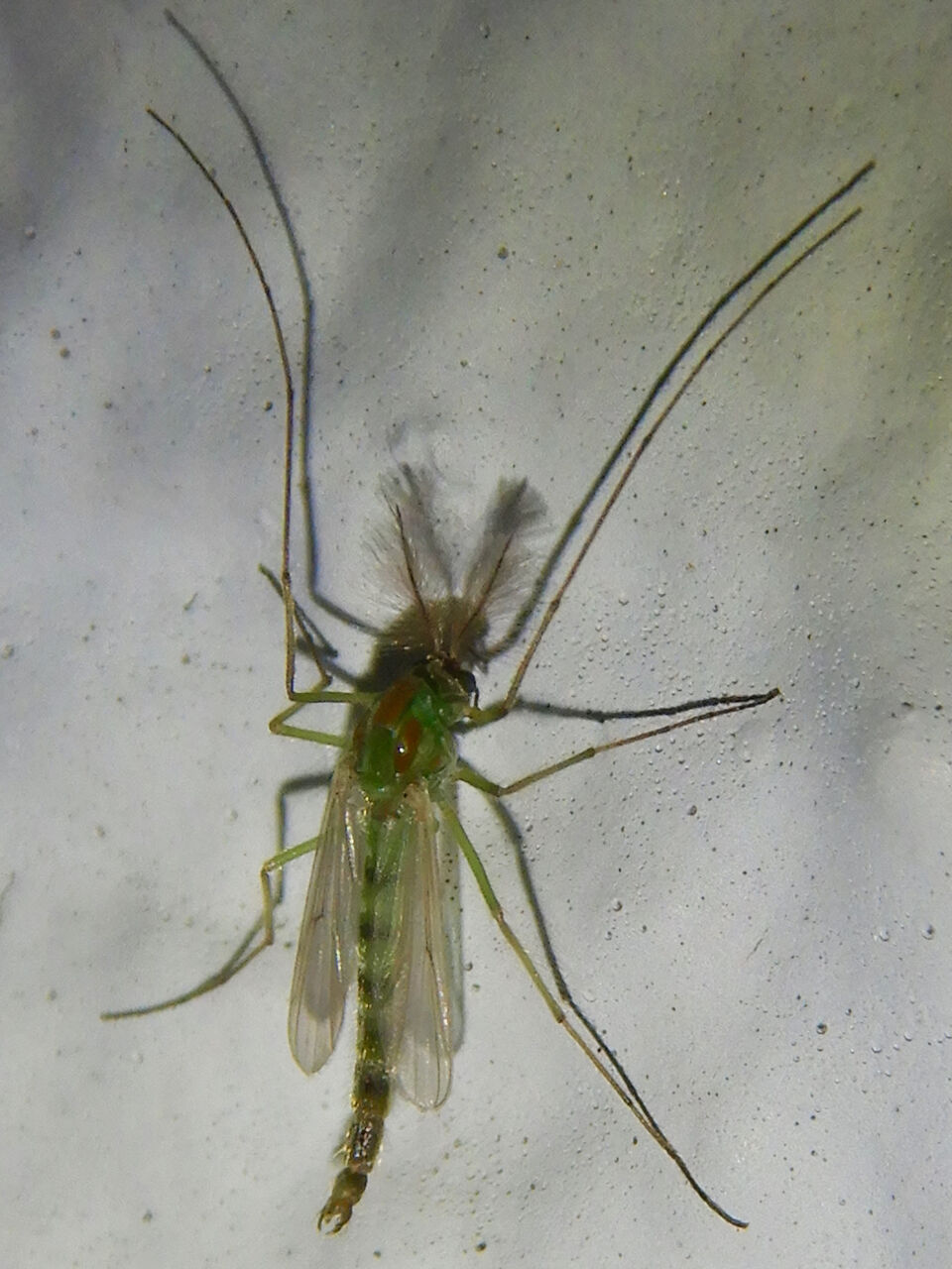最近近所で見かけた珍しい生き物 奇妙な生き物 その4 Kyu3 S Blog 最近近所で見かけた珍しい生き物 奇妙な生き物 その4 Kyu3 S Blog