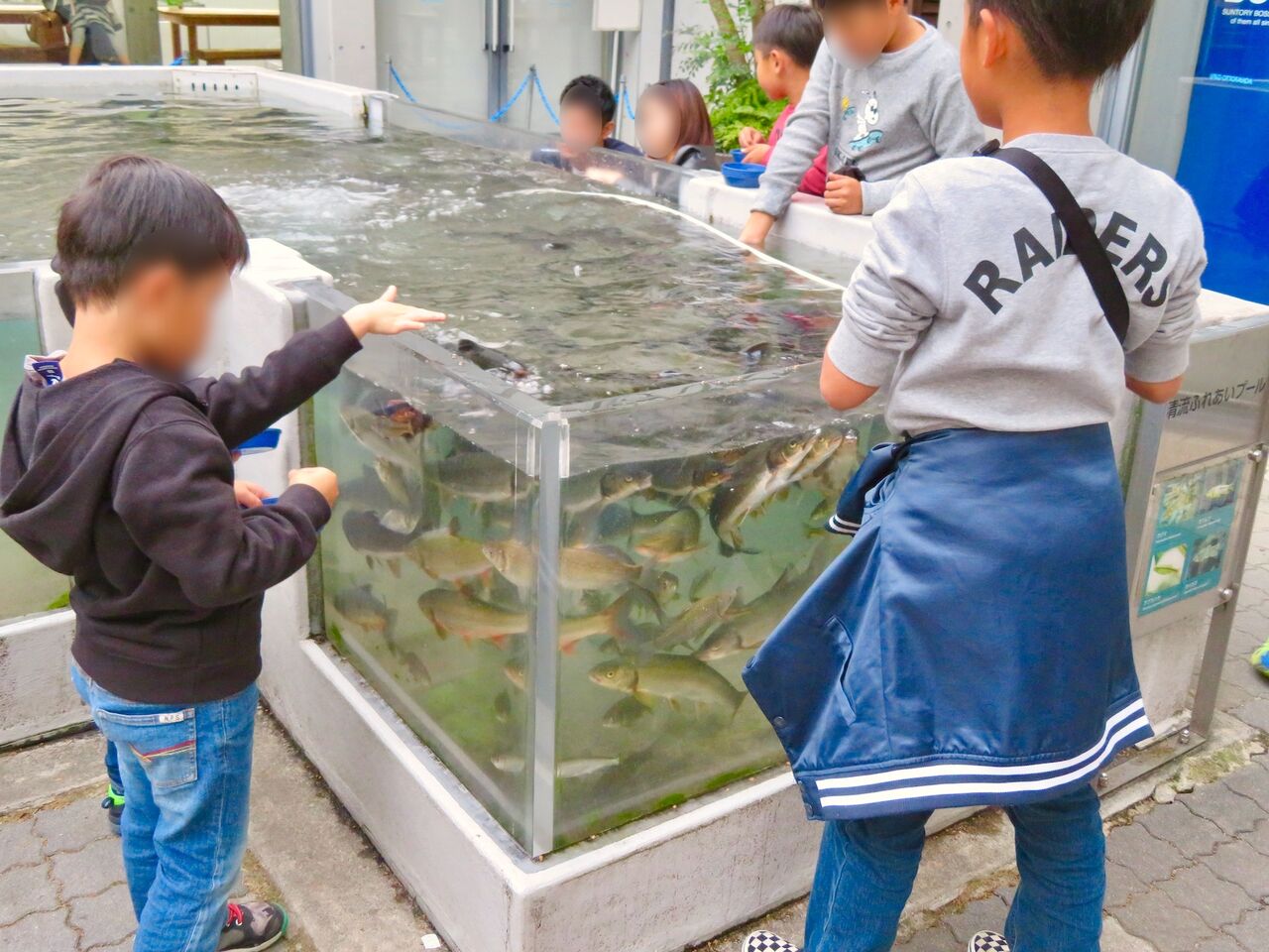 アクア・トトぎふ No - 238：魚の餌やり体験