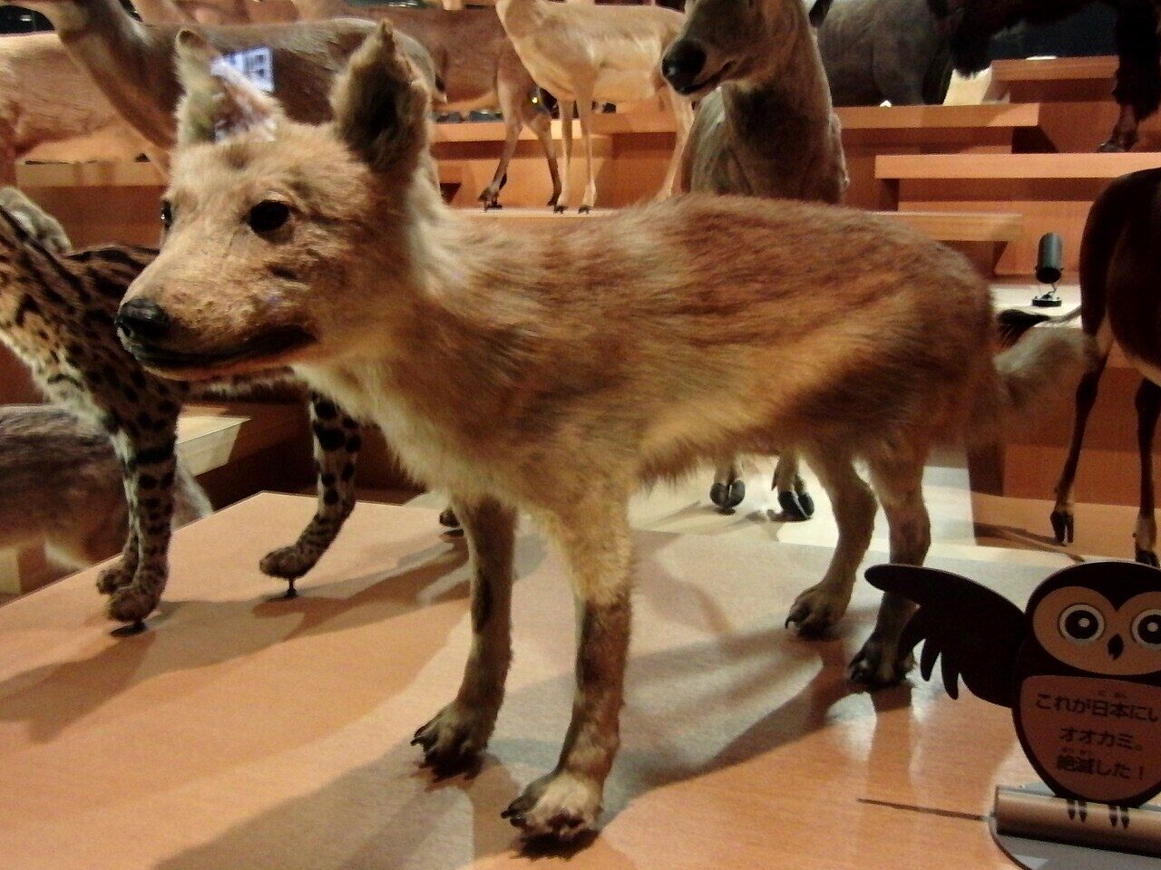 Japanese Wolf