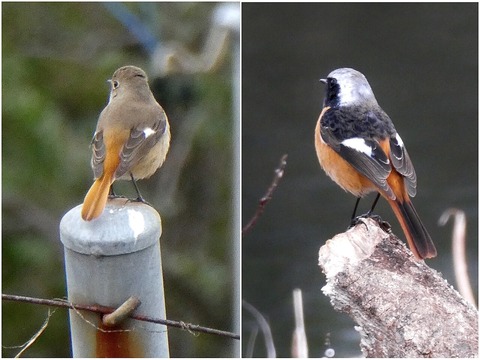 ジョウビタキの私的飛来時期記録（2021年〜2025年）