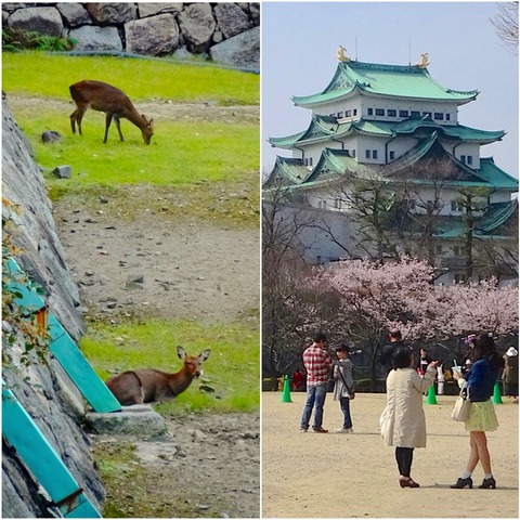 名古屋城のお堀の鹿を増やすことに疑問