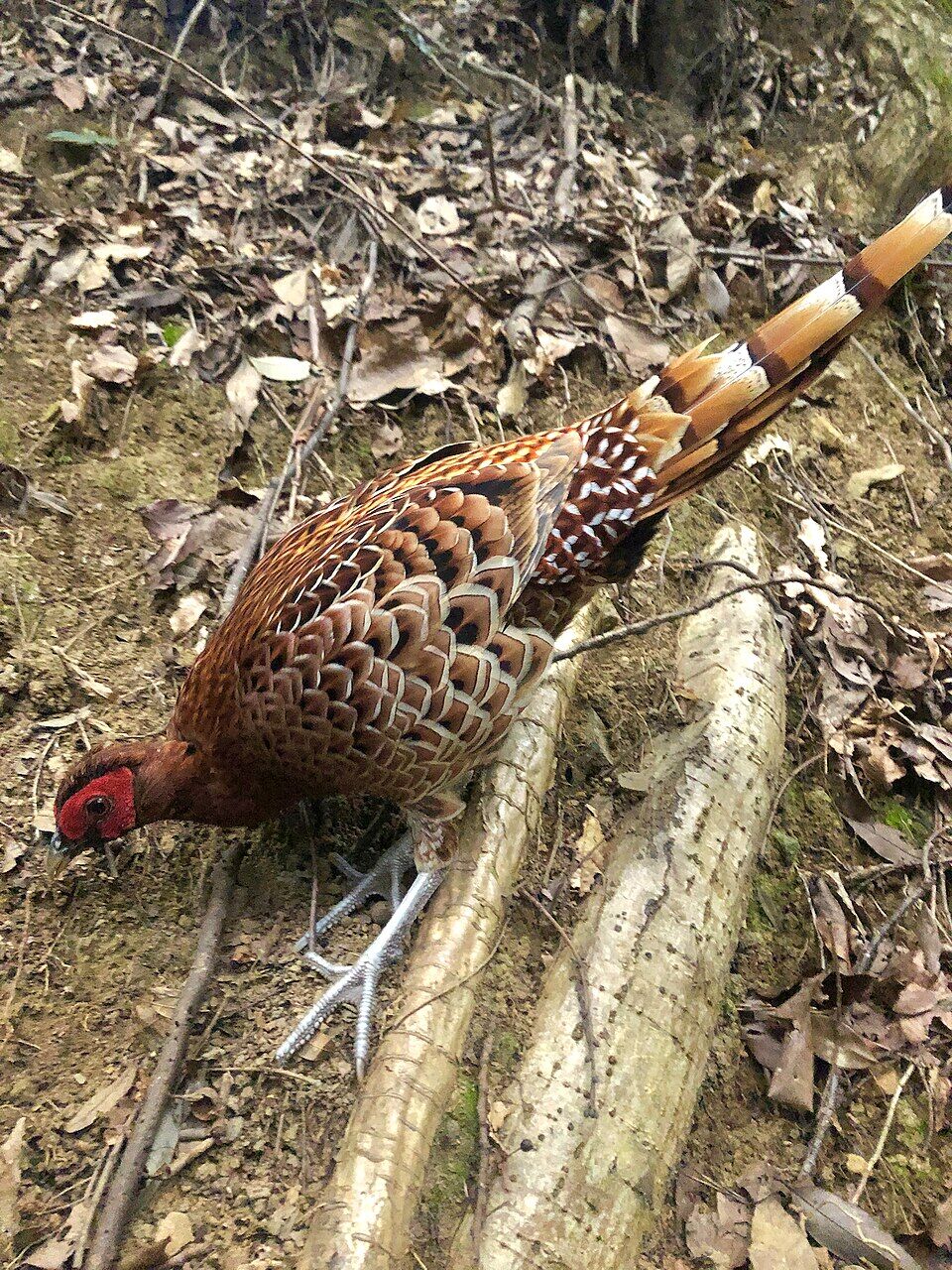 Copper pheasant on the ground - 5