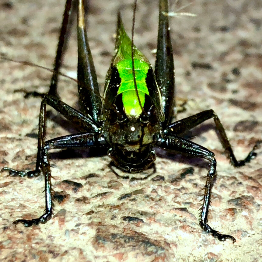 体の大部分が真っ黒いヒメギス - 4