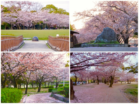 落合公園の桜開花・満開関連のツイート（2012年〜2018年）