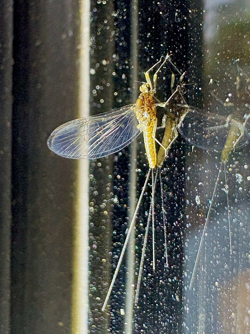 光を当てたら黄金色に輝いて見えたカゲロウ。愛知県小牧市で撮影。