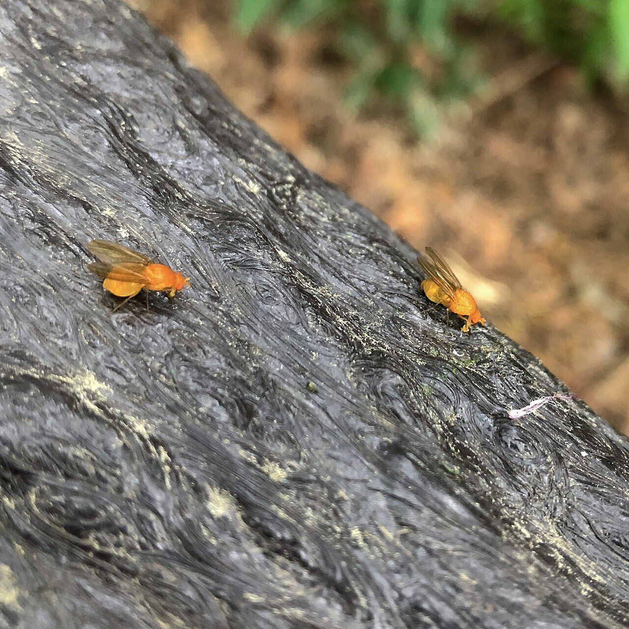 Small orange flies on wood handrail - 1