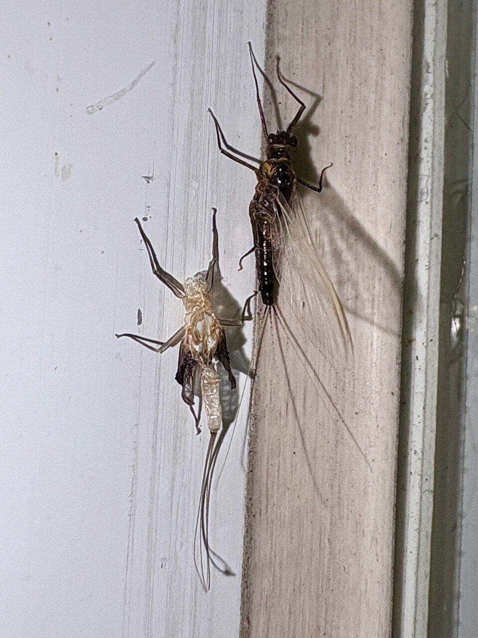 Newly molted black mayfly - 2