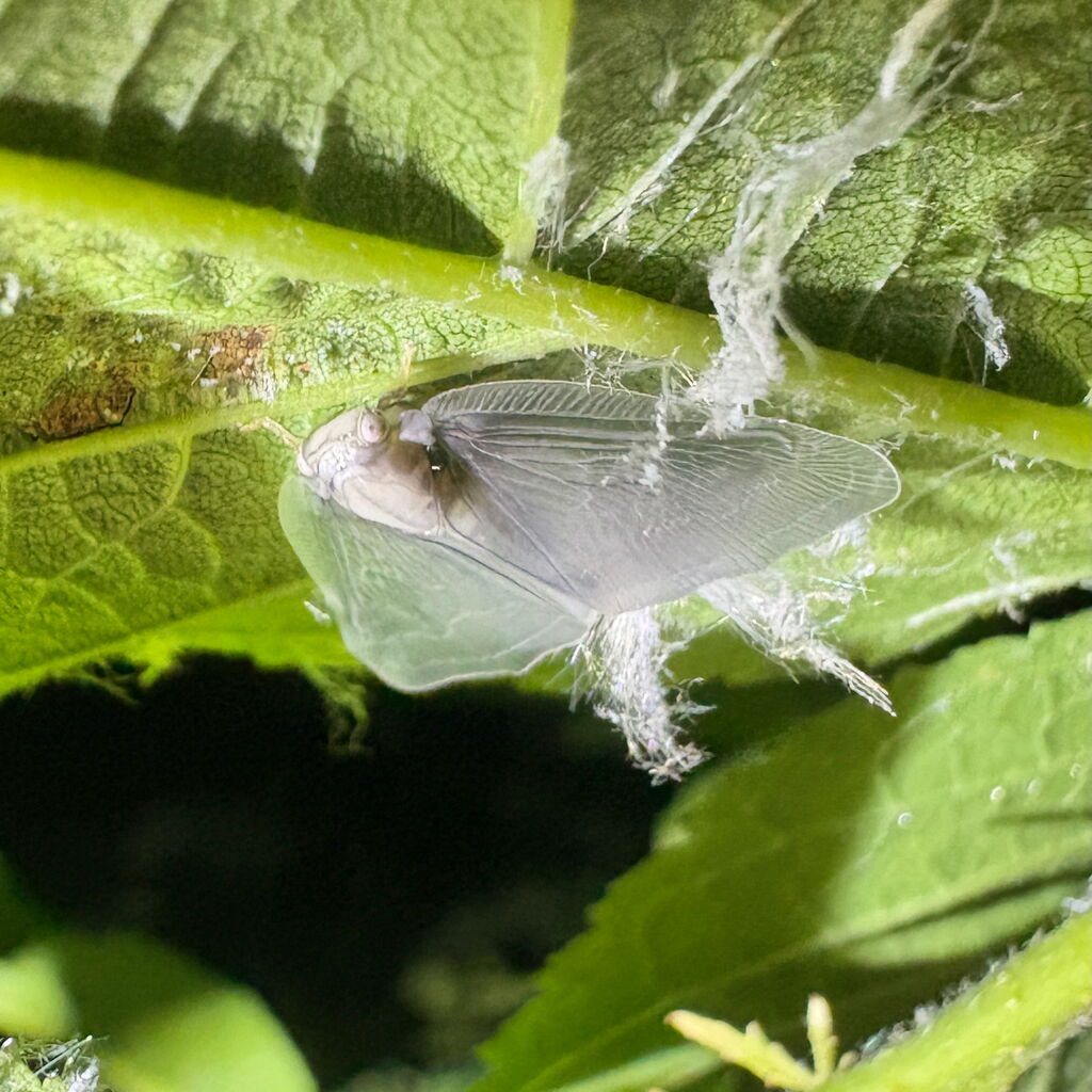 不完全変態したばかりの透明なアミガサハゴロモ属「Pochazia shantungensis」と思われます。愛知県小牧市で撮影。