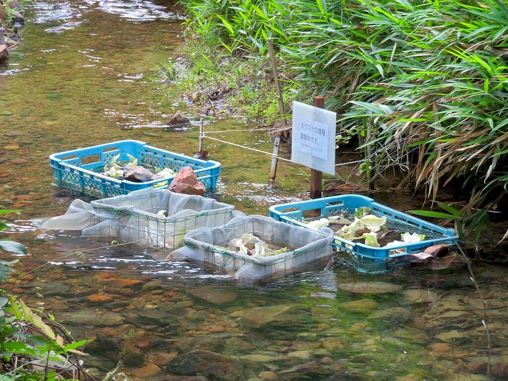 Reproduction test of Semisulcospira libertina in Otani river