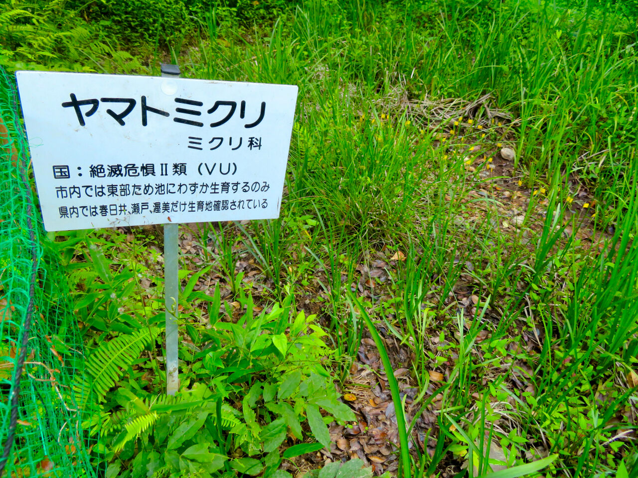 大谷川沿いにあるヤマトミクリの自生地 - 2