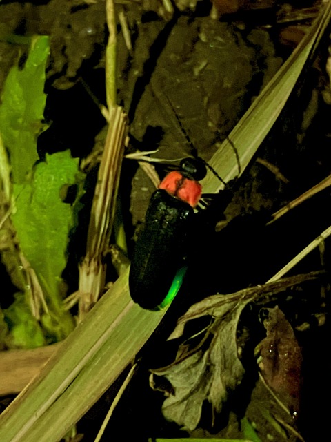 大谷川にホタルを見に行ってきました！