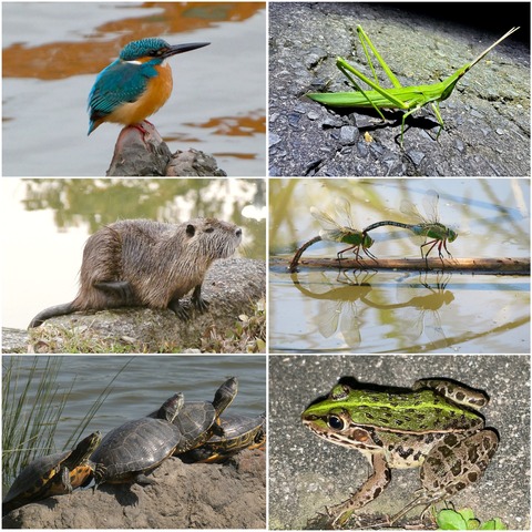 落合公園で撮影した生き物の写真