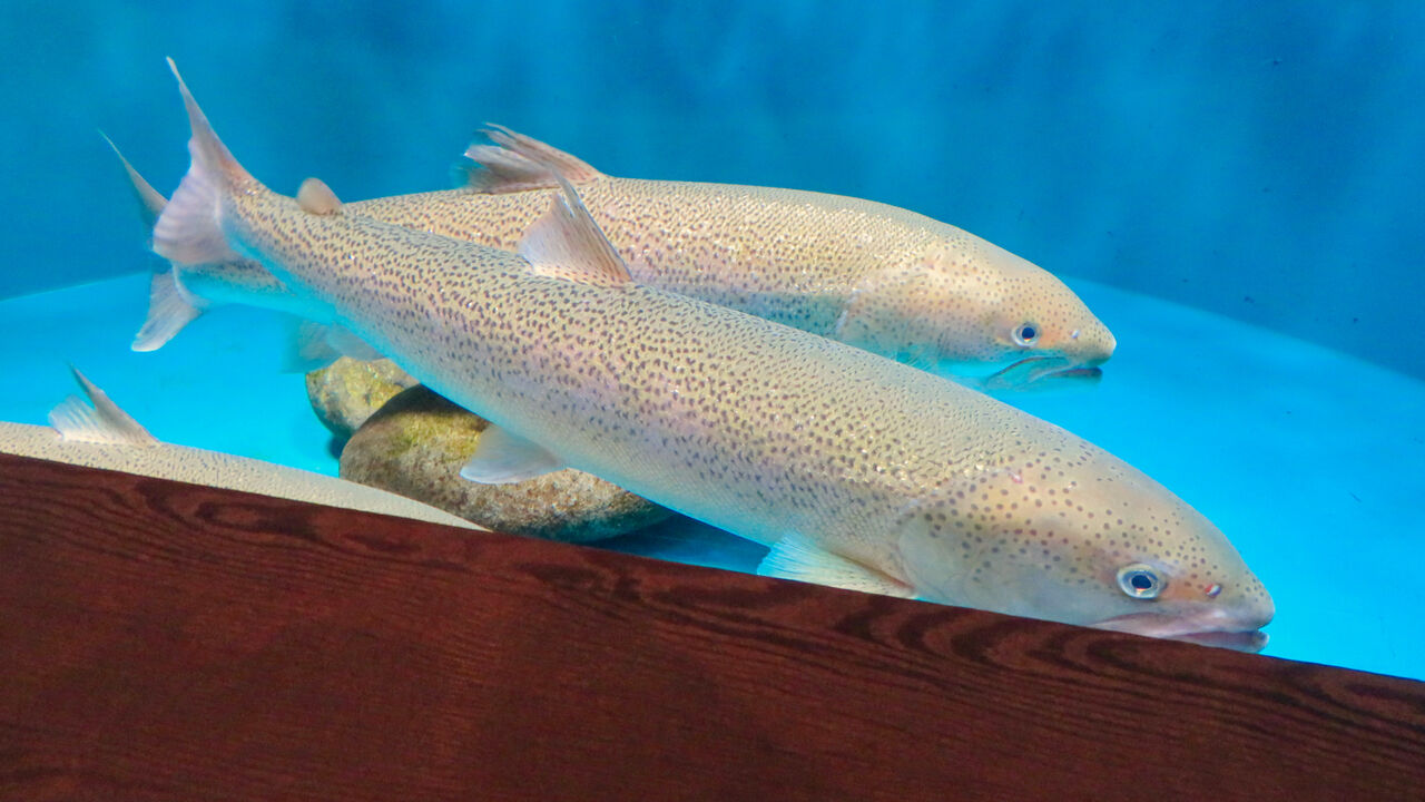 アクア・トトぎふ No - 128：キレイな鱗をしていた日本最大の淡水魚「イトウ」