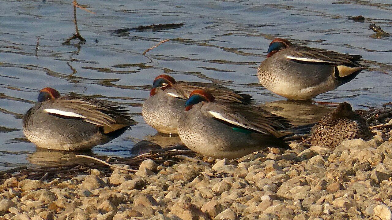 Flock of Anas crecca sleeping beside pond - 2