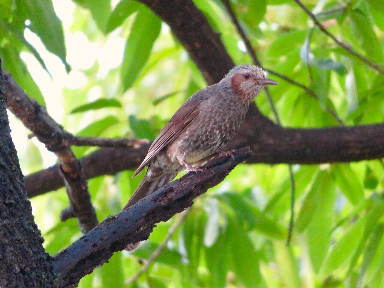 Hypsipetes amaurotis on tree (Ochiai Park) - 2