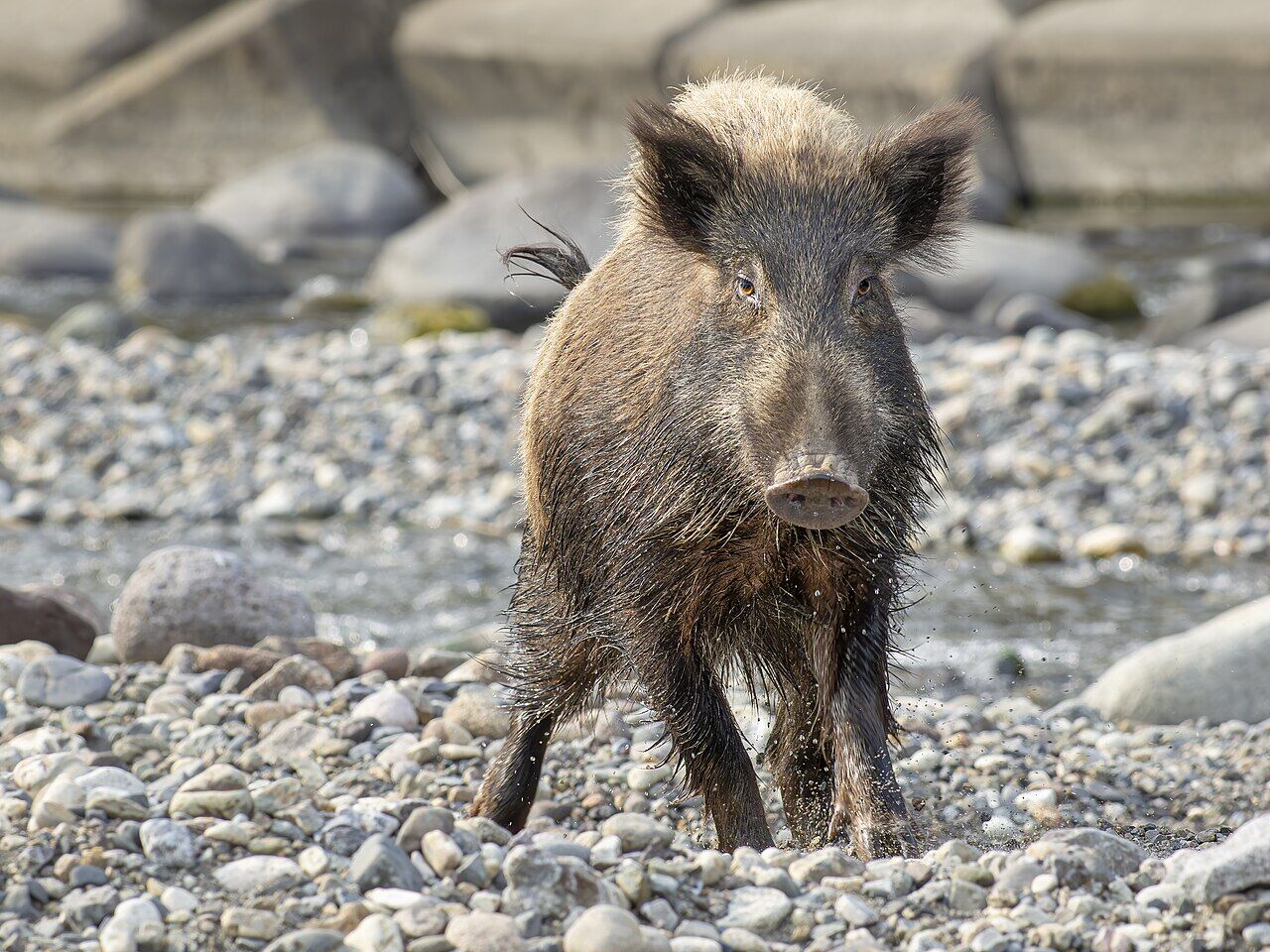 河川敷に現れたイノシシ, Gummma-ken, Japan