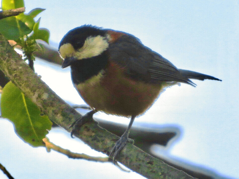 弥勒山山頂にいたヤマガラ - 3