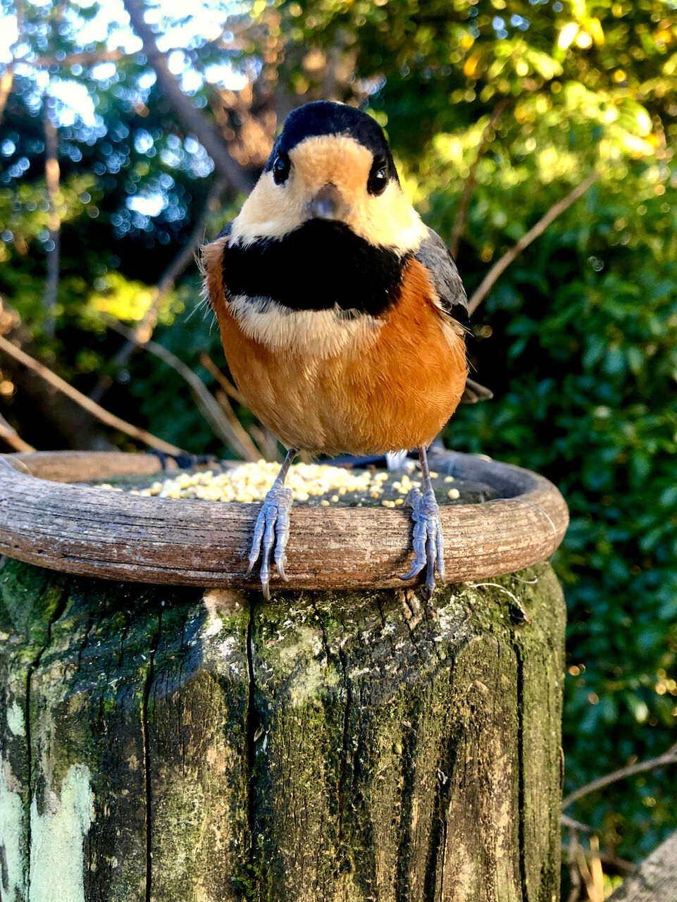弥勒山の山頂の餌置き場にやって来たヤマガラ - 8