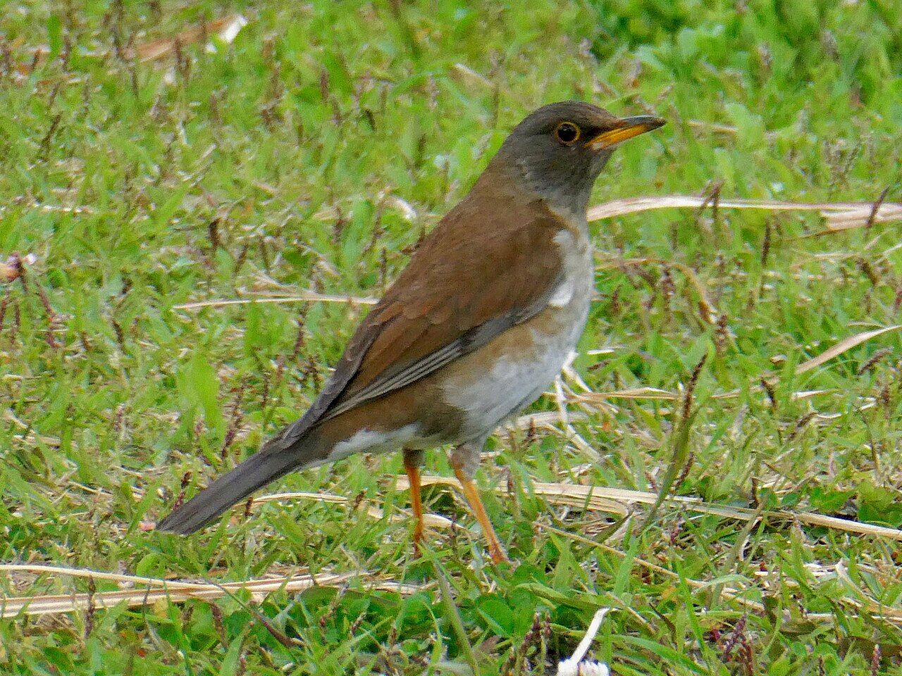 Pale thrush on the grass - 2