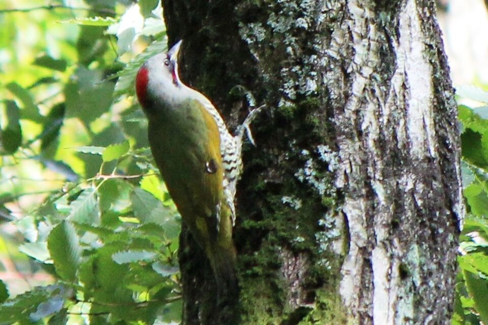 Picus awokera