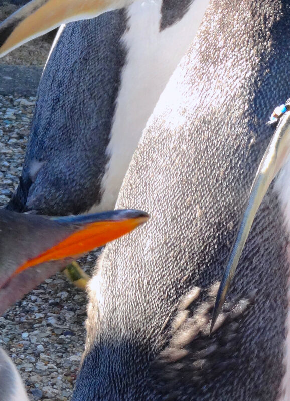 名古屋港水族館ペンギンよちよちウォーク 2013年12月 No - 21