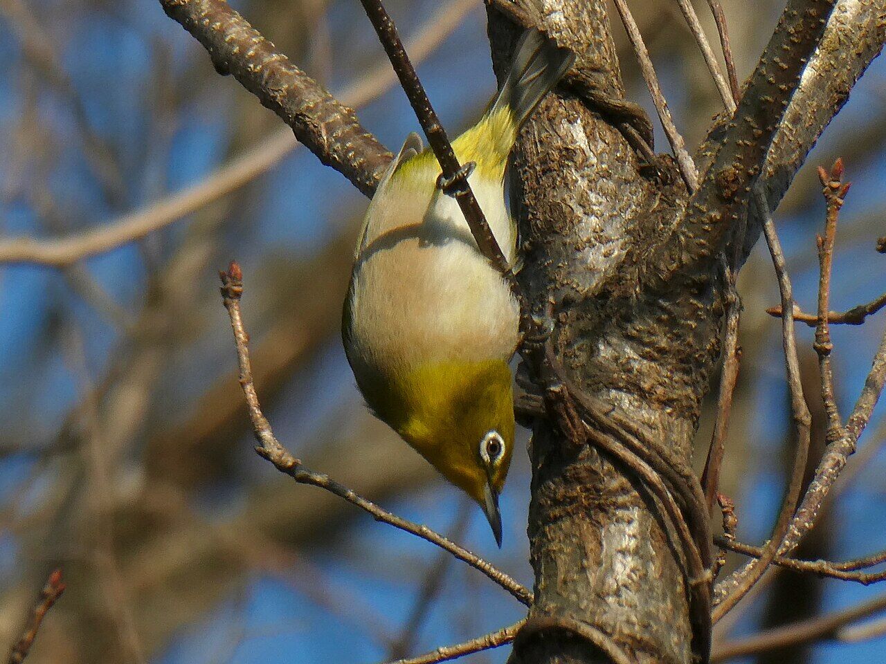Zosterops japonicus hanging down from the branch - 2
