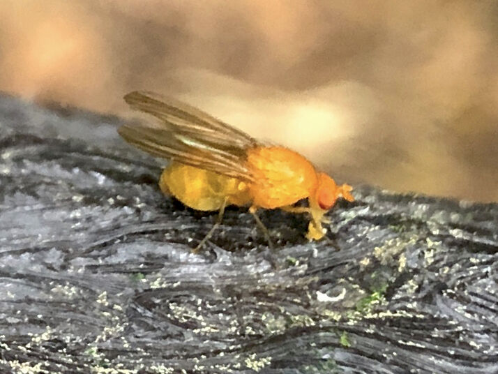Small orange fly on wood handrail - 1