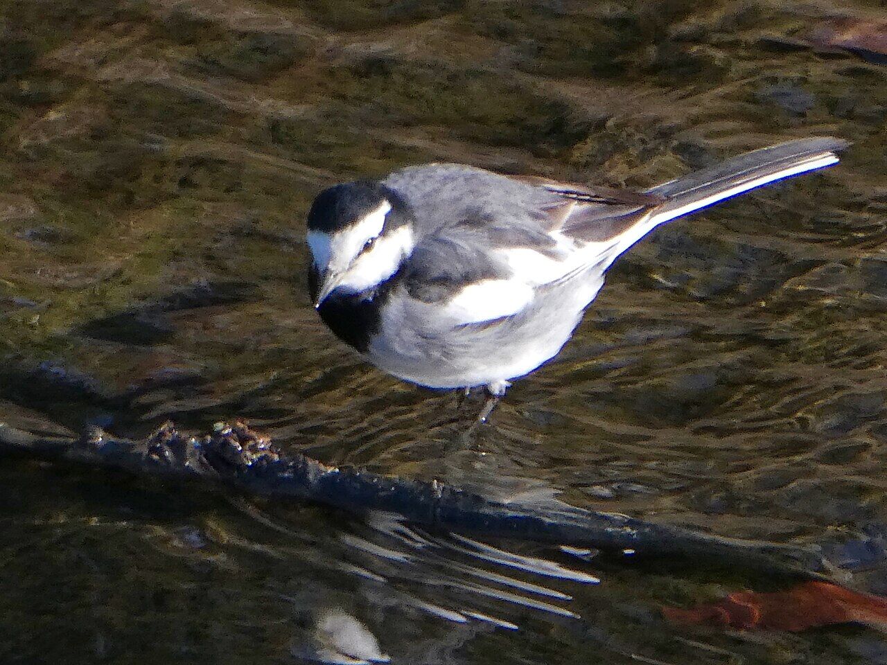 Black-backed Wagtail in Hatta river - 1