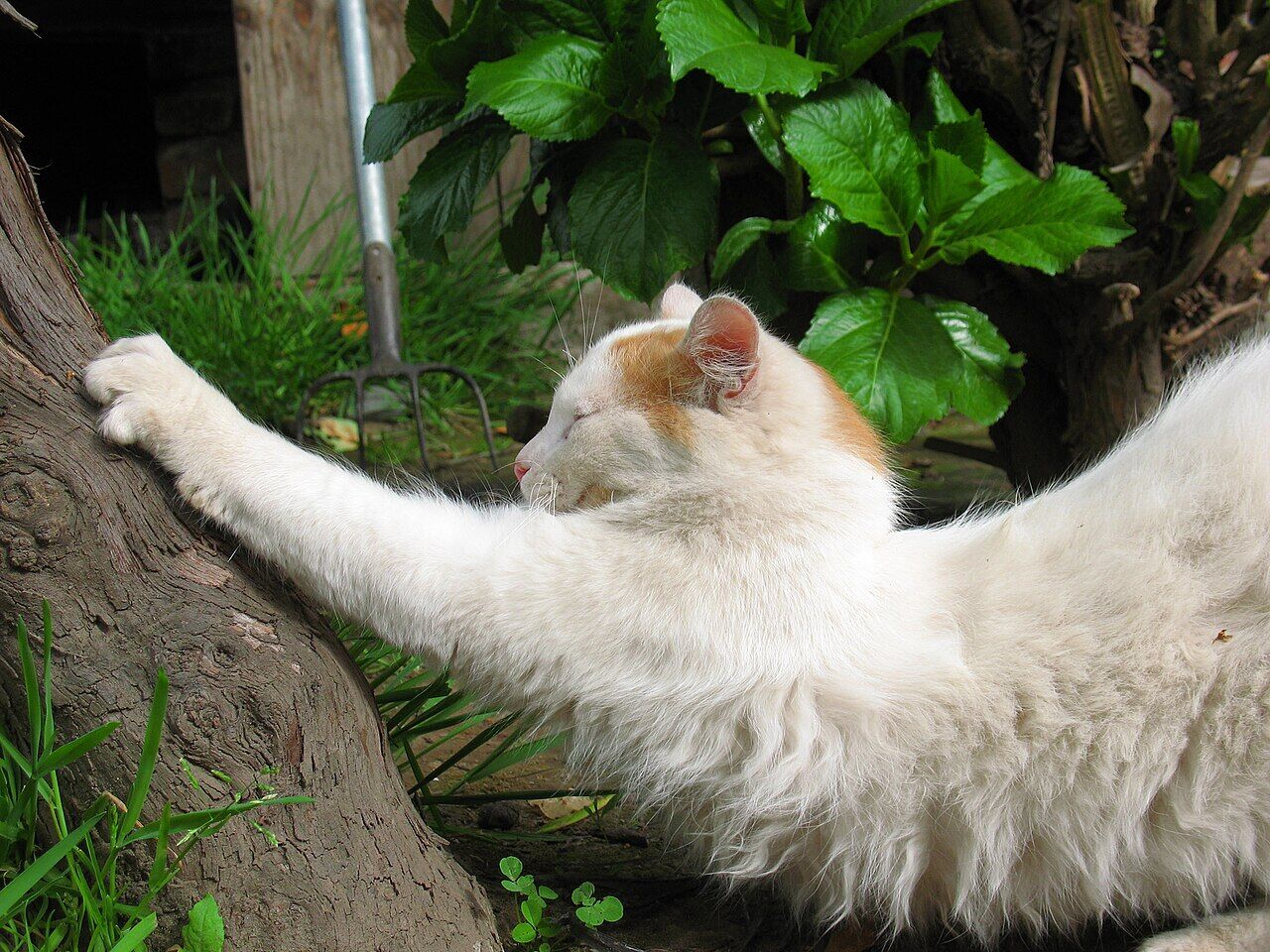 左側にある小さめな木につめをたてて伸びをする、耳の周りだけ薄茶色い白い猫