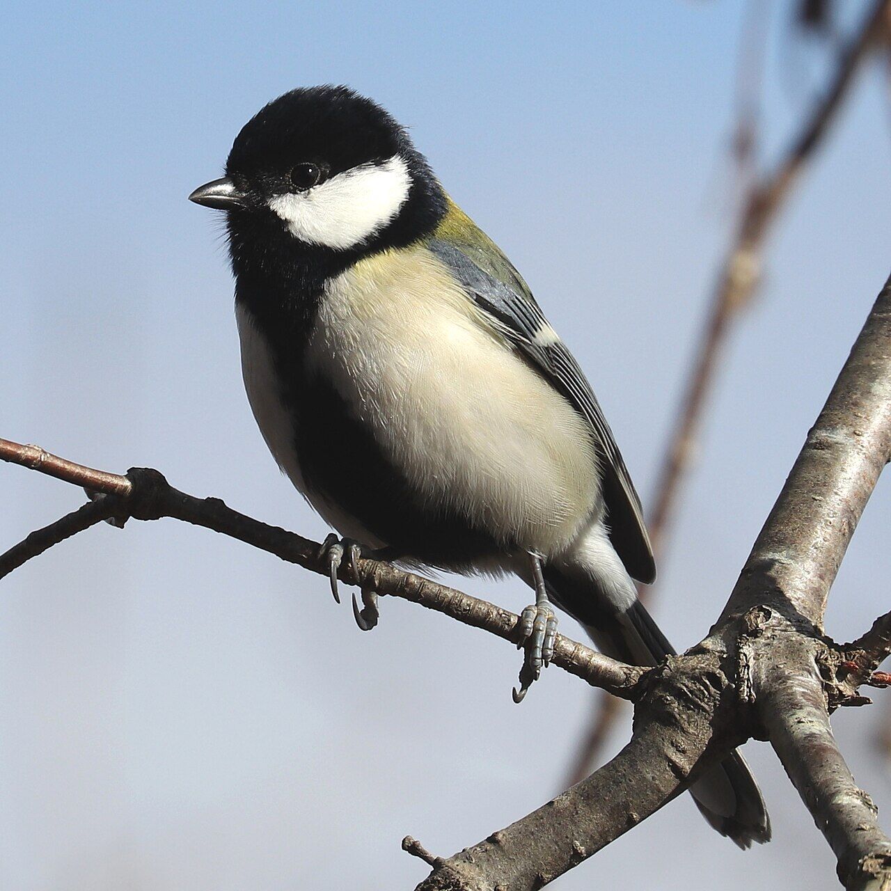 Parus minor (male s3)