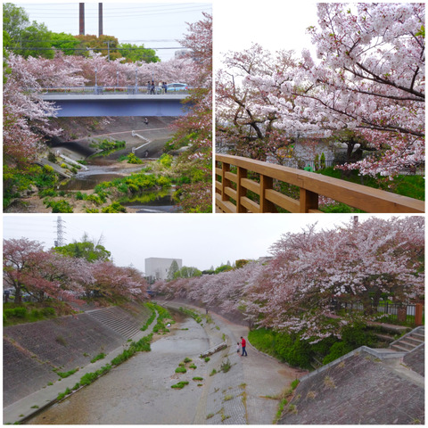 山崎川の桜の写真を「フォト蔵」にアップ！
