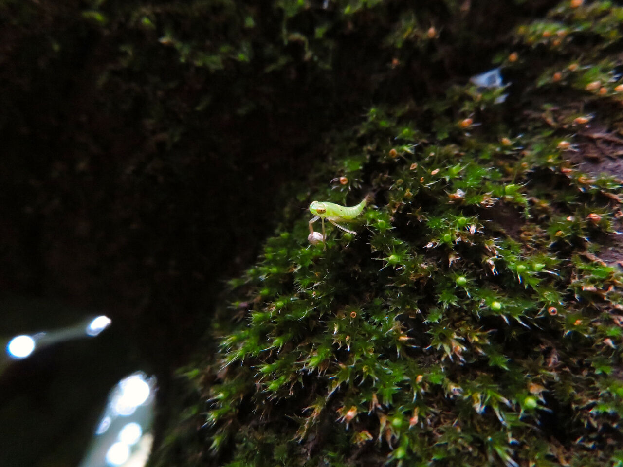 ふれあいの森にいたクワキヨコバイの幼虫? - 5