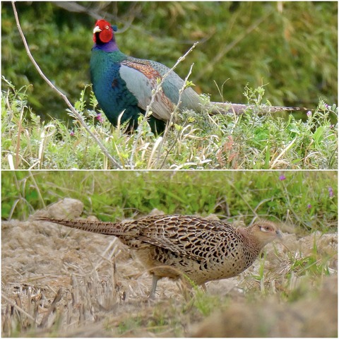 太良池近くにいたキジとこの地域の野鳥観察スポット（追記あり）