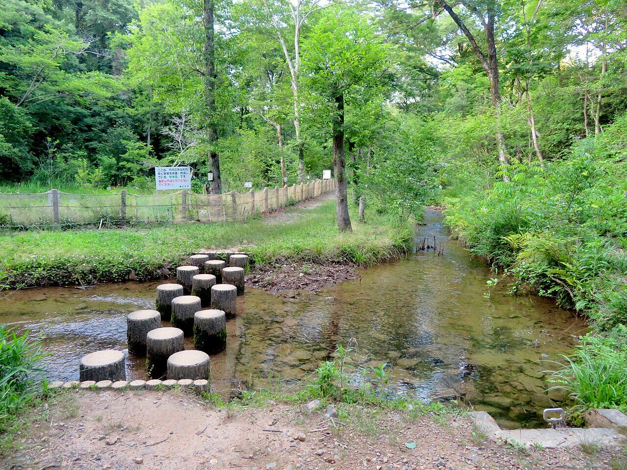 森の中を流れる大谷川と川の中州にある野草園（写真左奥）。