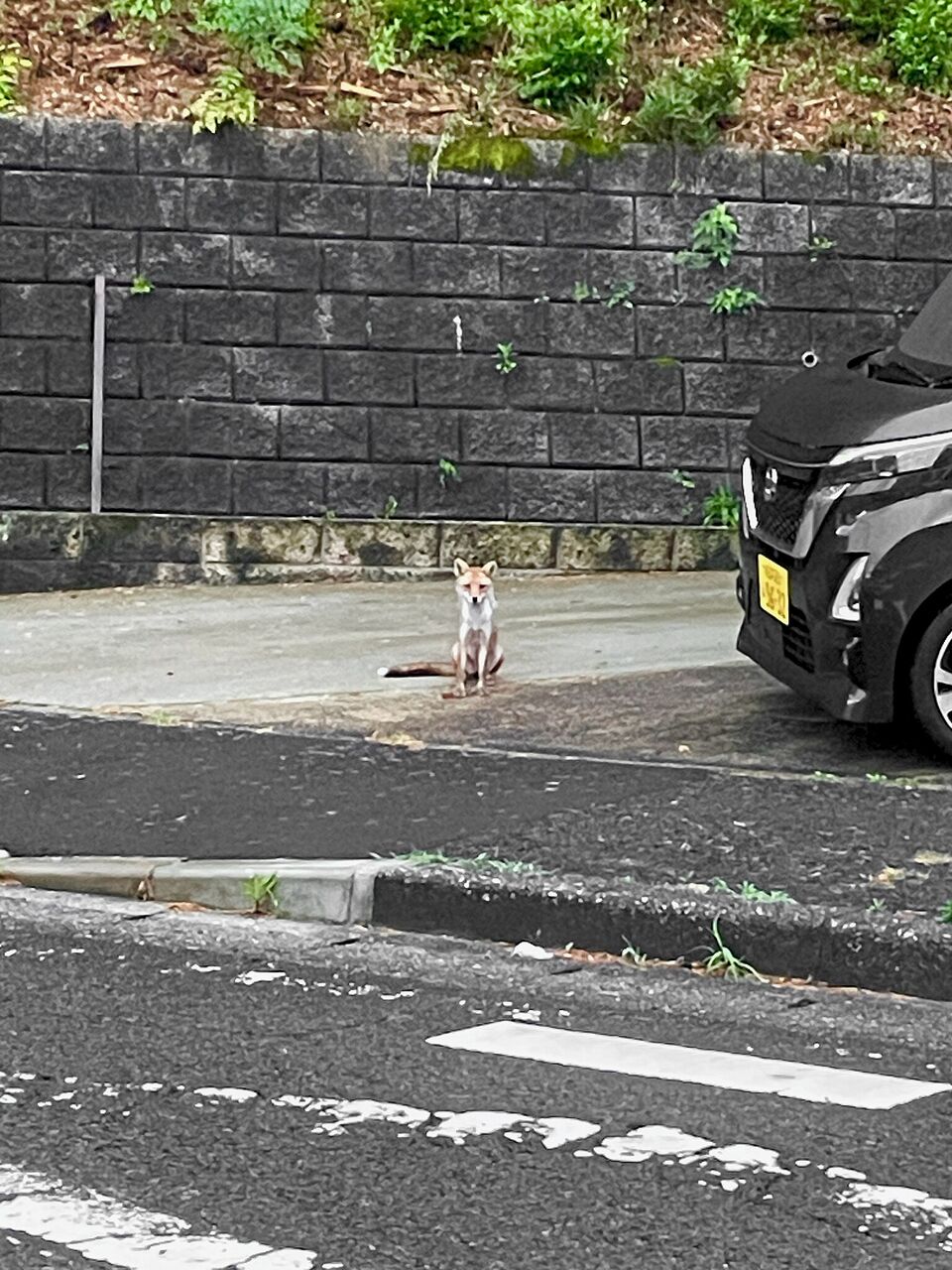 住宅の駐車場前にちょこんと座る小柄のキツネの写真