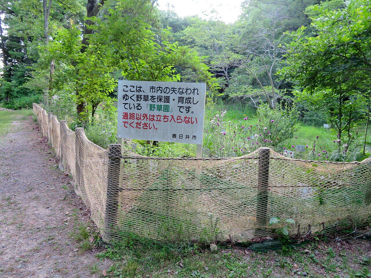 大谷川の中州にある野草園。