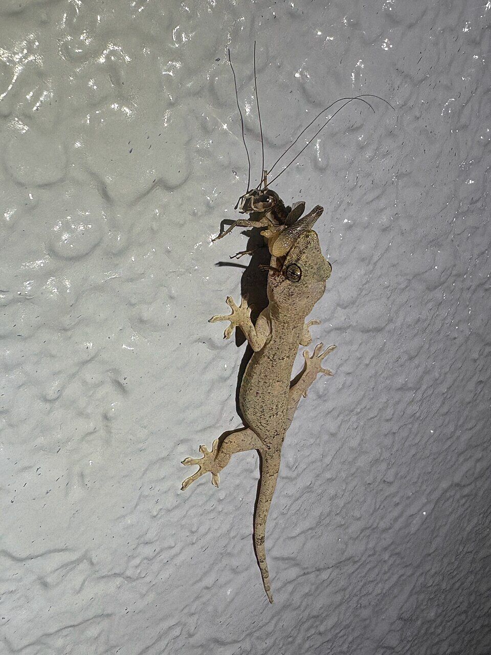 コオロギを捕まえていたニホンヤモリ。愛知県小牧市で撮影。