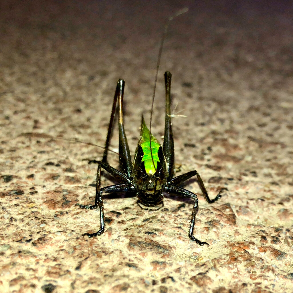 体の大部分が真っ黒いヒメギス - 5