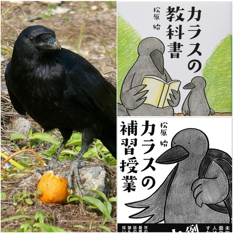最近読んだ本：「カラスの教科書」「カラスの補修授業」