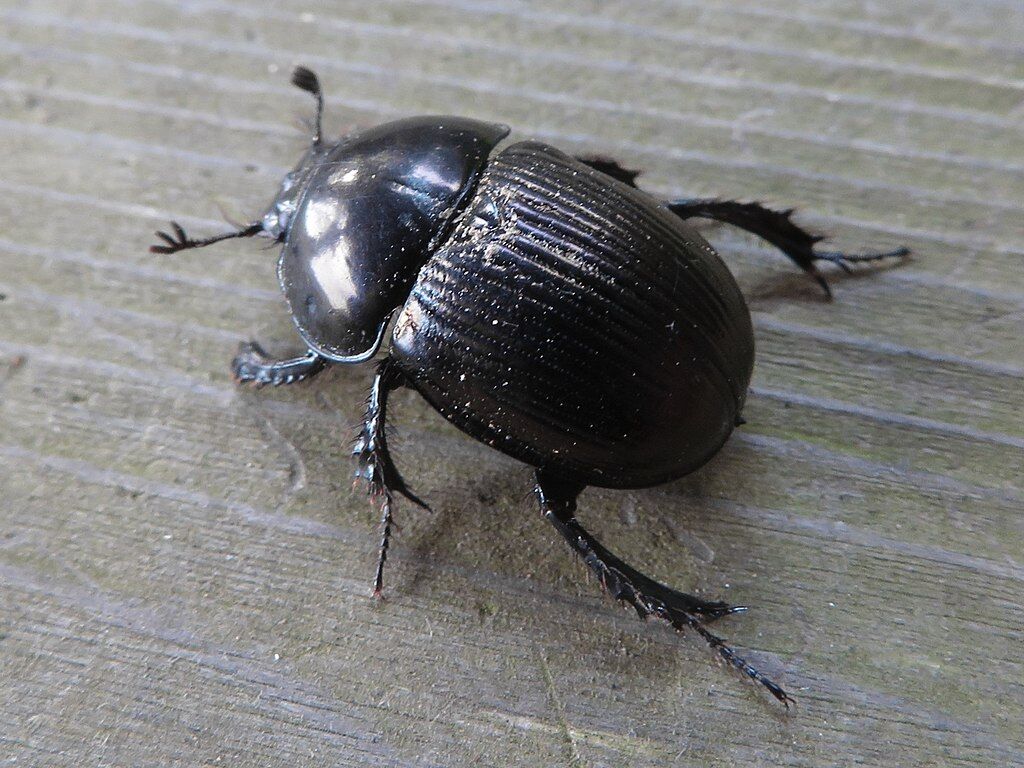 Phelotrupes laevistriatus in Mount Nishitakamori - 5