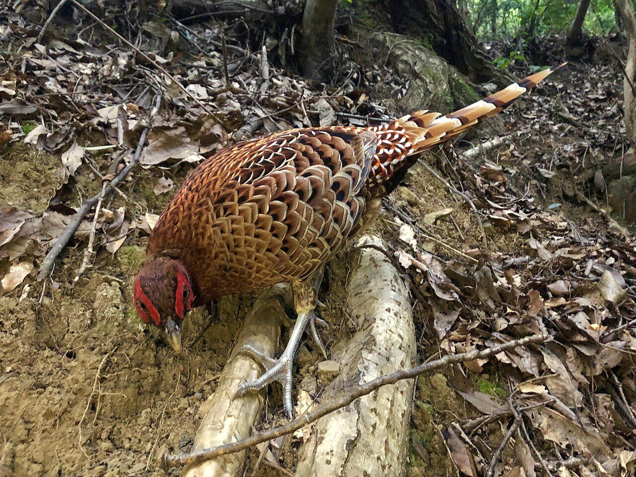 Copper pheasant on the ground - 2